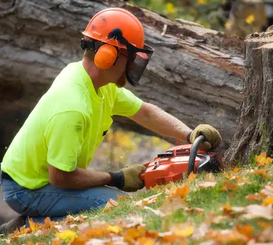 tree services Lackawanna